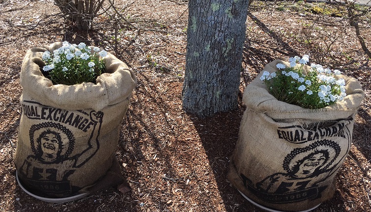 May Day flowers growing in planters made from burlap coffee sacks printed with the Equal Exchange logo