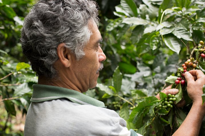 A gray-haired organic farmer knows how to grow coffee and pick it from the tree in Nicaragua. 
