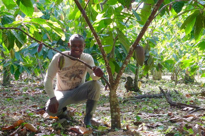 A smiling man crouches beneath a tree heavy with cacao pods.