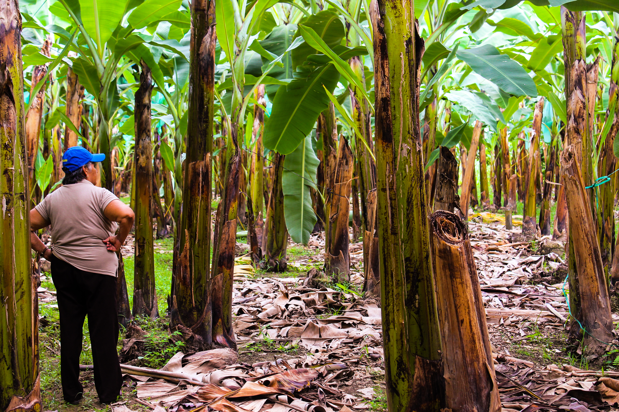 a person stands, hands on hips, next to a field of fair trade banana plants