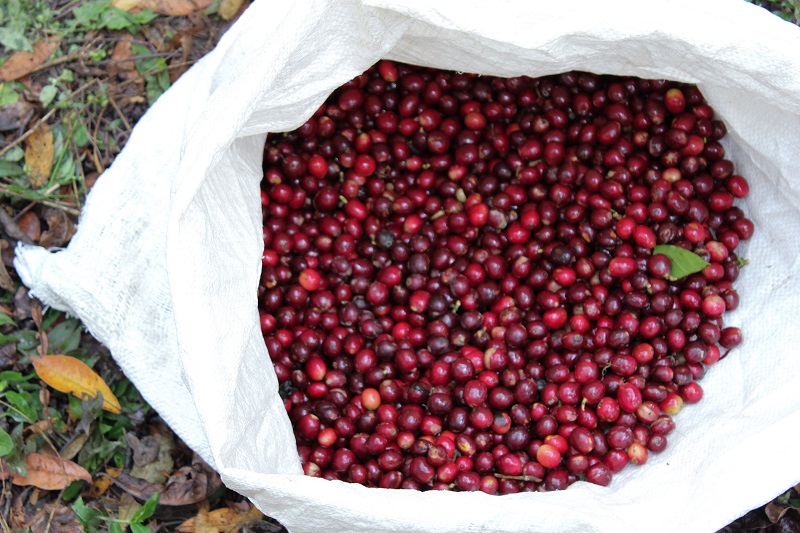 Hundreds of small round coffee cherries are gathered on a cloth