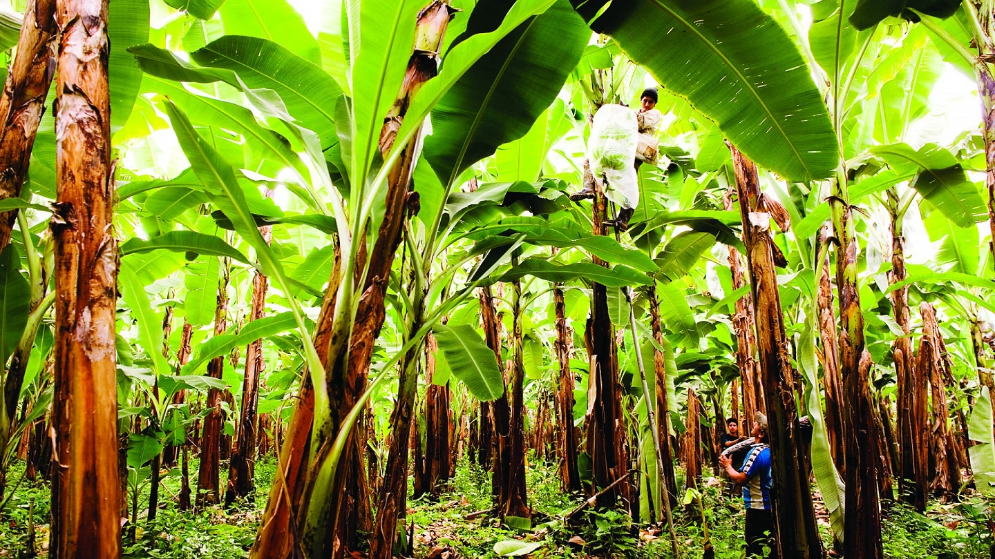 Pablo Mera, worker, harvesting bananas at the plantation of Vincente Matute, a member of El Guabo, a fair trade banana cooperative of Ecuador.