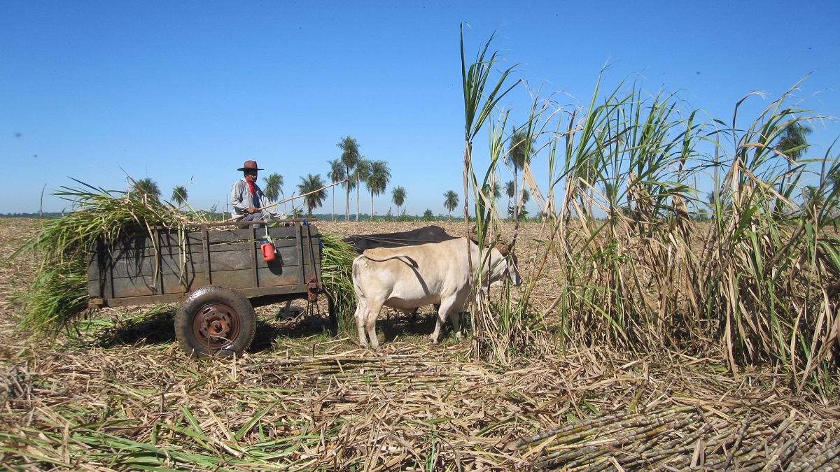 An ox pulls a cart in a field of sugarcane