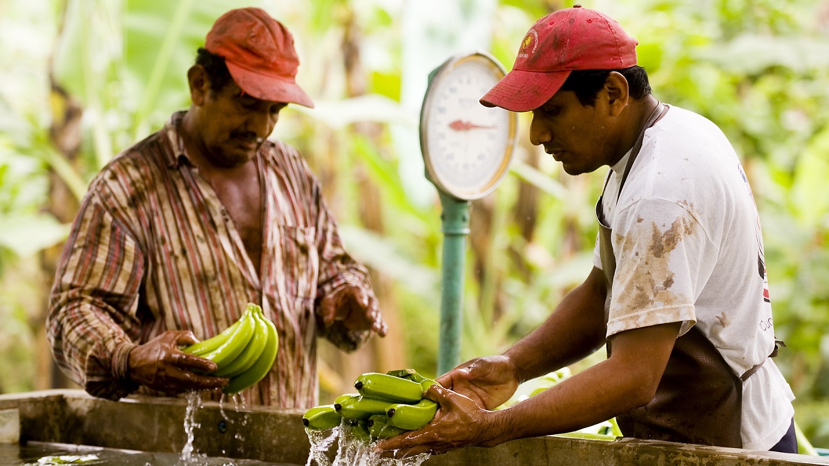 banana producer