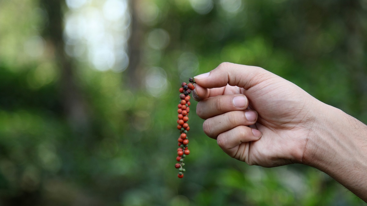 India, hand holds berries