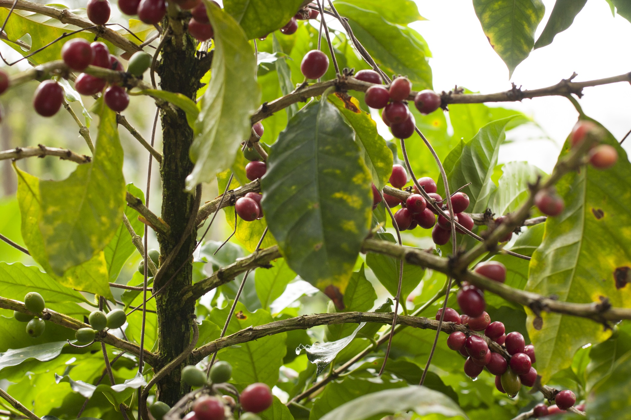 Cherries grown on an organic coffee plant