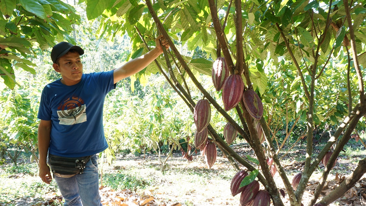 A man leans against a tree. Cacao pods grow from the trunk.