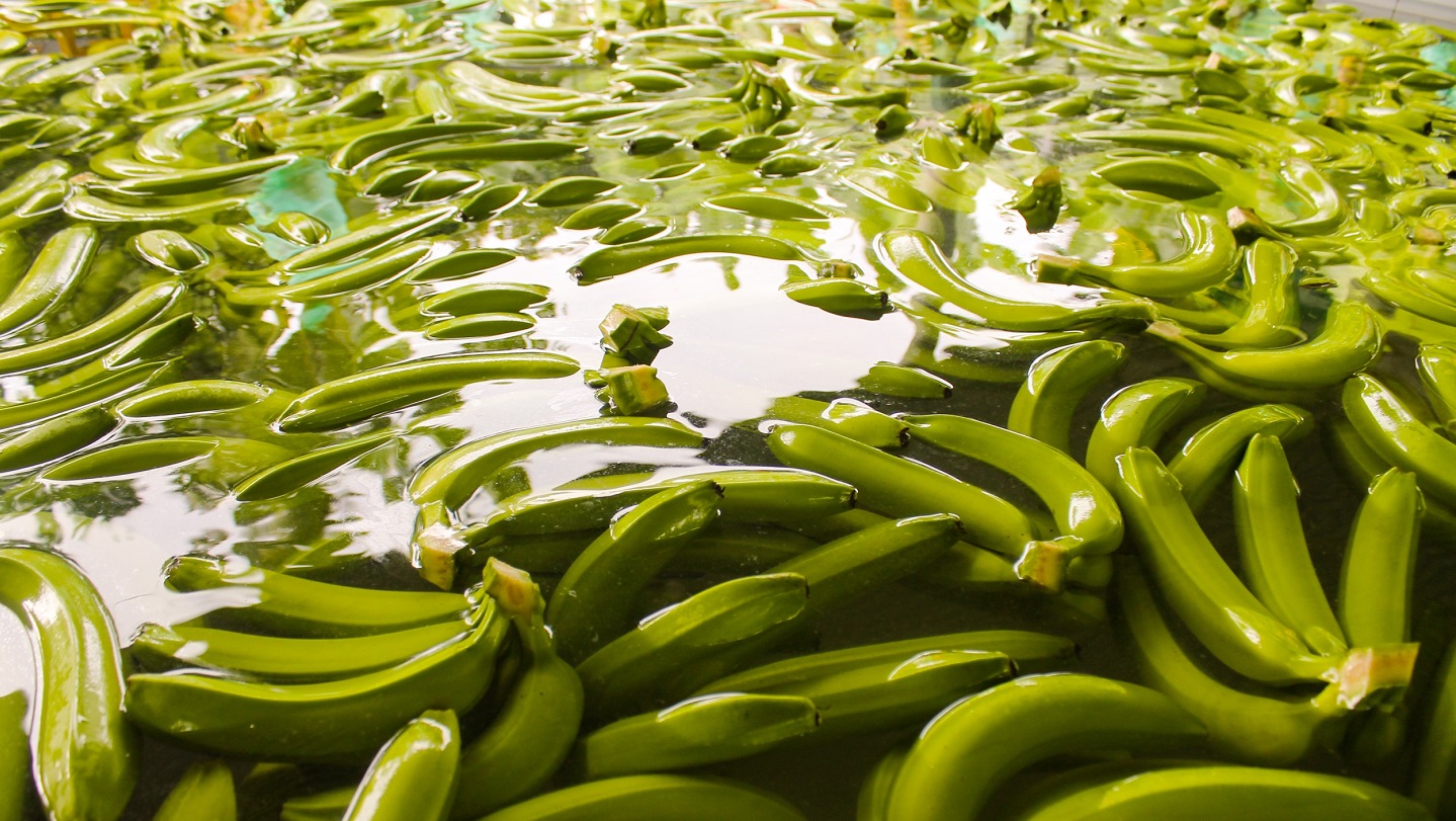 Hundreds of green bananas in water