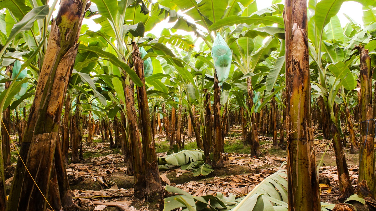 Fair Trade bananas grow in Ecuador