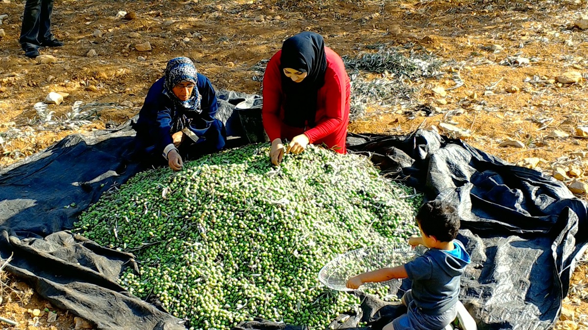 Two women and a bou pick through harvested olives that will be made into Virgin Olive Oil