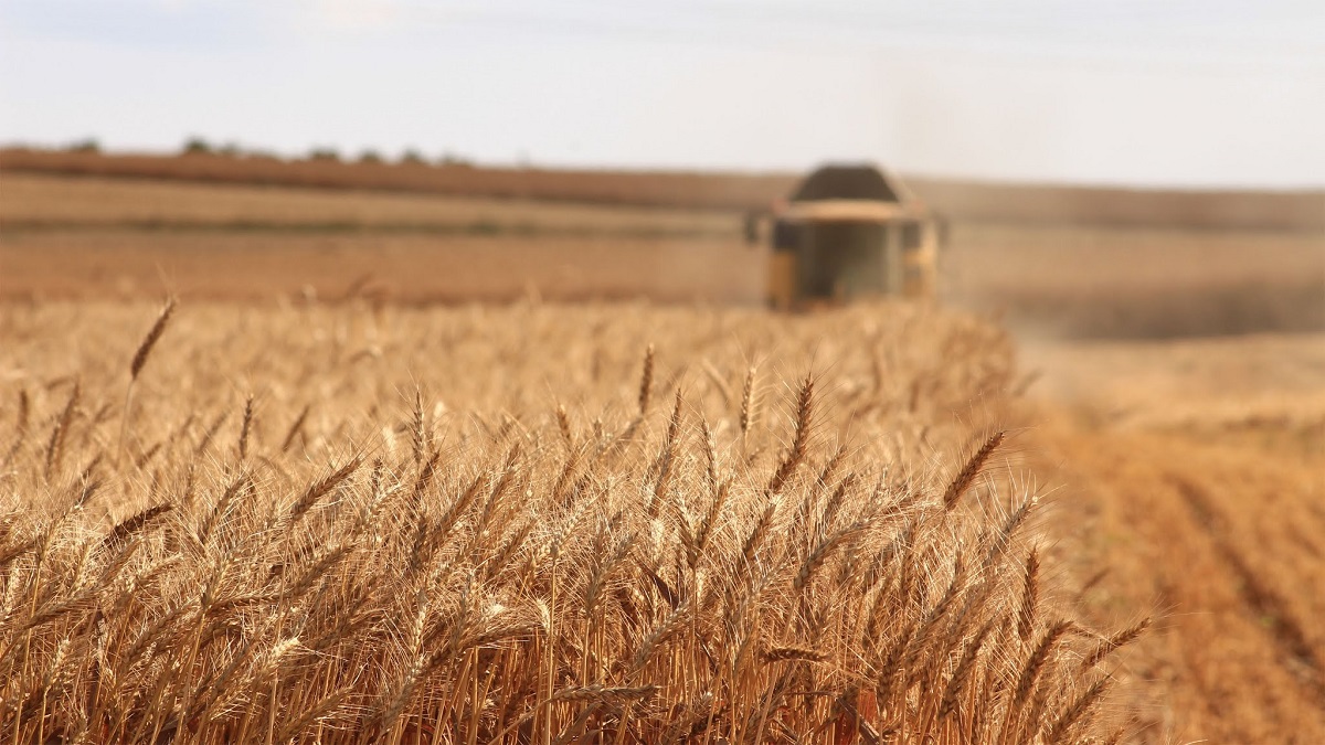 A field of grain