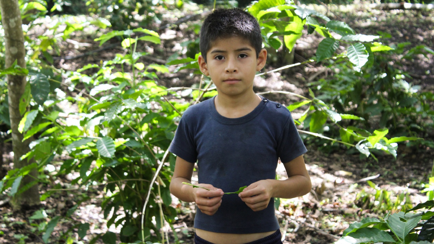 A boy stands in a forest