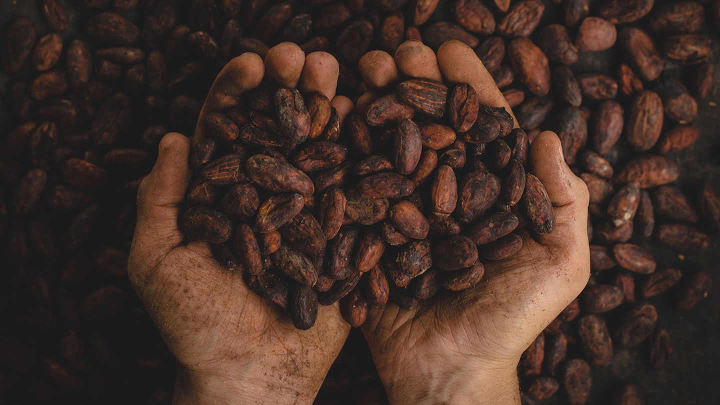 two cupped hands hold dried cocoa beans