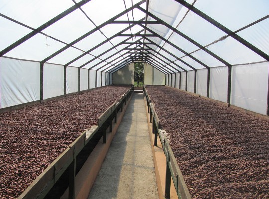 Caaco beans dry on beds inside a tent