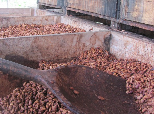 Cacao beans ferment in cement bins, stirred with a giant wooden paddle.