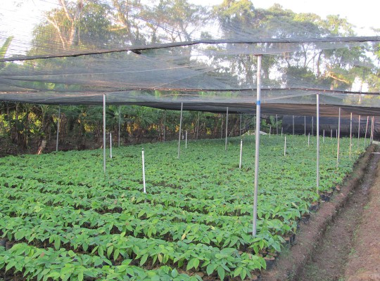 Rows of cacao seedlings