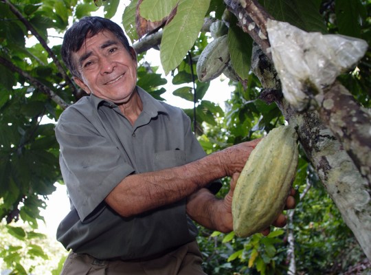 A smiling man cuts a cacao pod from the trunk of a tree