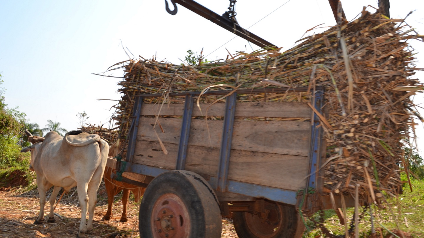unloading sugarcane at the collection center in paraguay