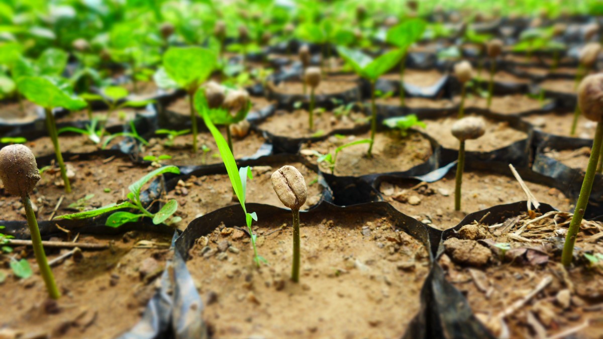 Image shows a close up of organic coffee seedlings from Cooperativa Norandino located in Peru.