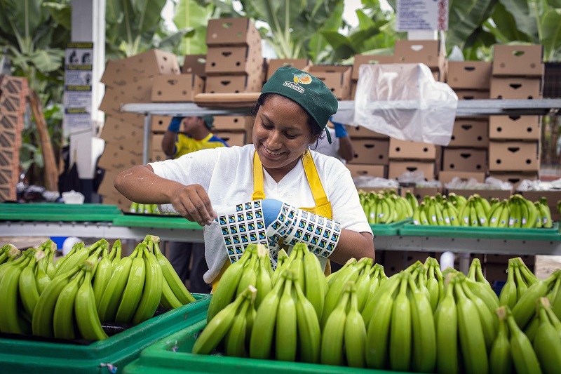 A smiling woman in gloves and hairnet applies stickers to fair trade bananas