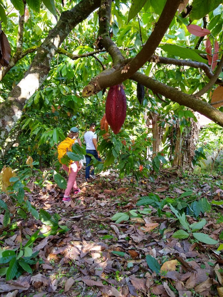 A cacao pod hands from a tree; two people walk through the forest below.
