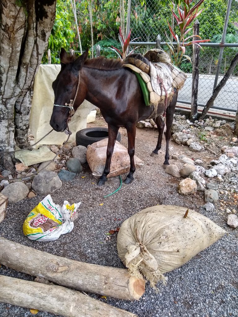 A shiny, healthy mule waits by a full bag.