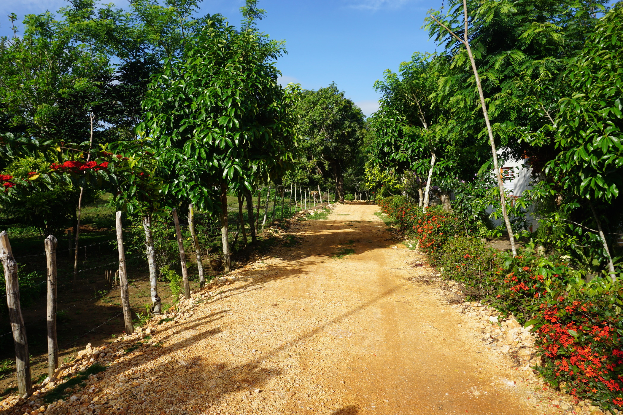 A well-maintained dirt road passes through green trees