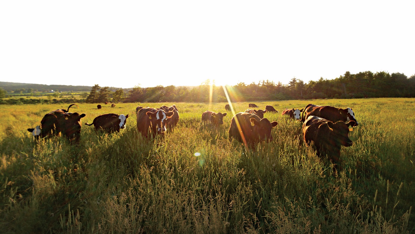 Cows graze in a field