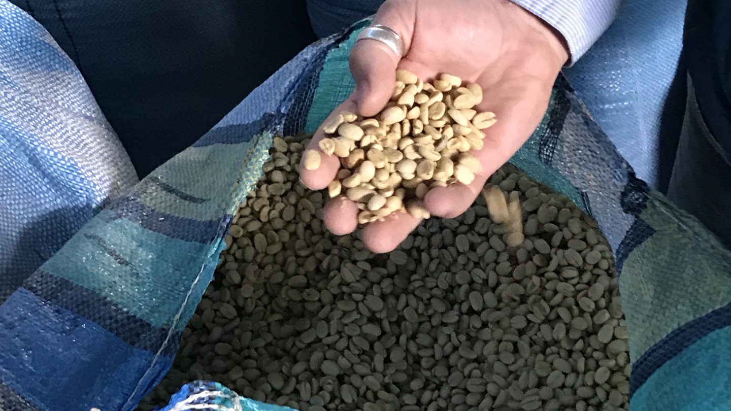 A hand holds unroasted green coffee beans