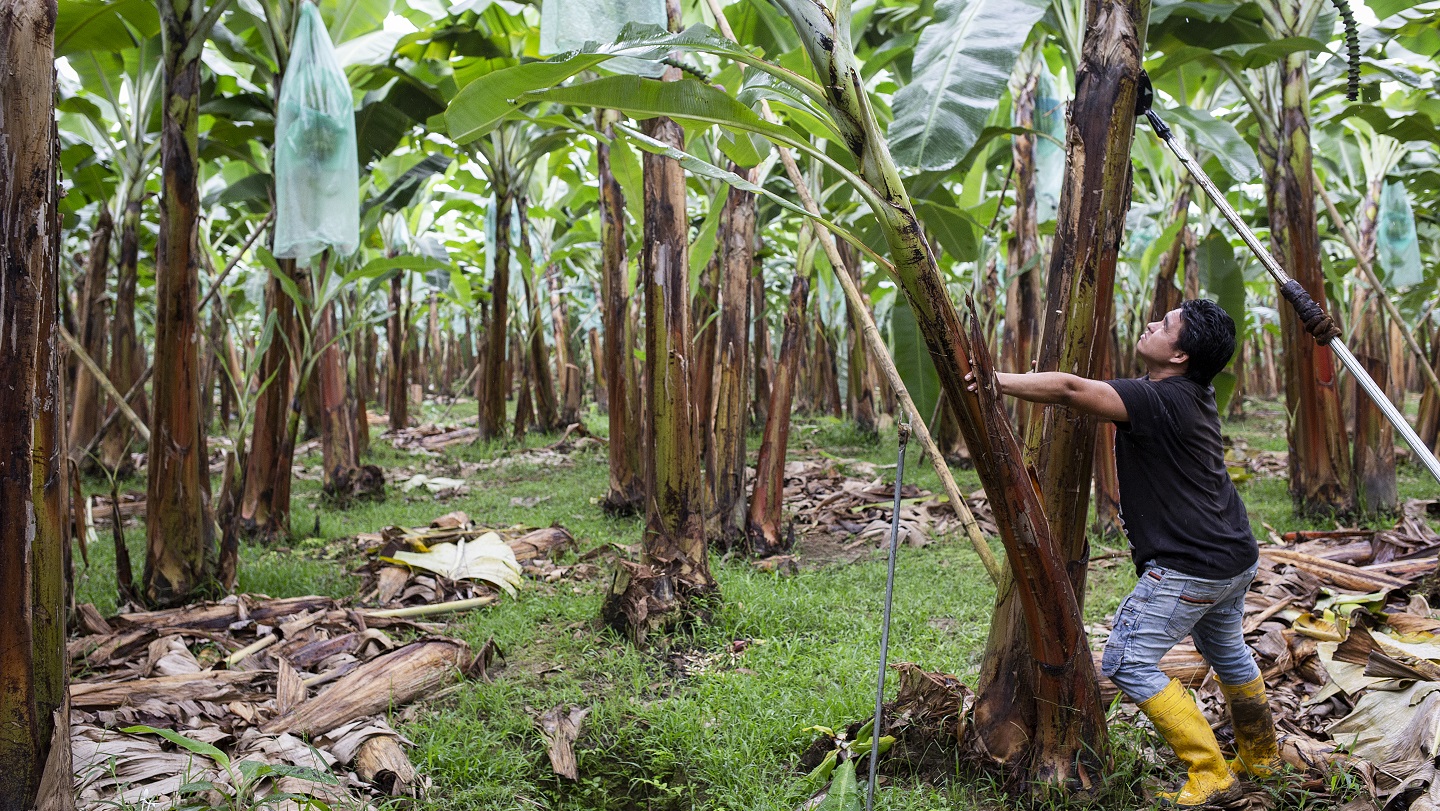 A worker in rubber boots looks up at banana plants.